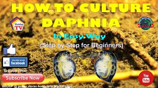 HOW TO CULTURE DAPHNIA In Easy Way [upl. by Ecyak107]