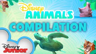 Learn About Animals🐯  Season 1 Compilation  Disney Animals  Disney Junior [upl. by Lamraj]