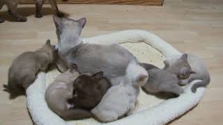 Zanadu Tonkinese kittens [upl. by Nurat]